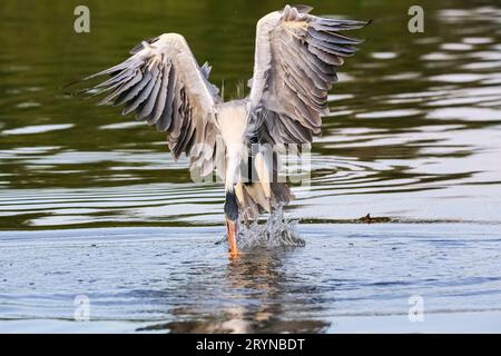 Cocoi-Reiher (Ardea cocoi) fängt mit seinem langen Schnabel in einem Fluss, Pantanal Wetlands, ein Pirhana Stockfoto