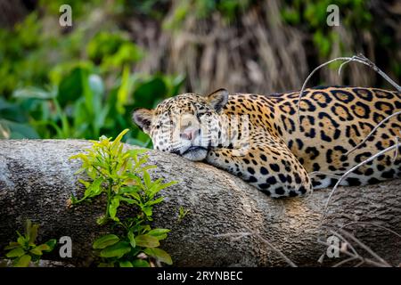 Nahaufnahme eines verschlafenen Jaguar, der flach auf einem Baumstamm liegt, Kopf zur Kamera, Pantanal Wetlands, Mato Gr Stockfoto