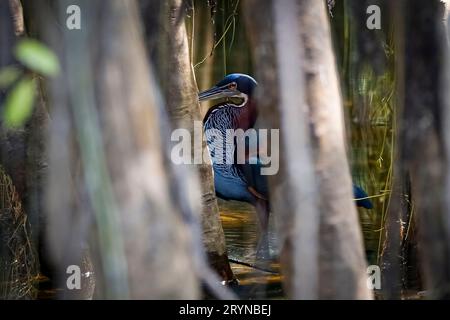 Agami Reiher auf einem Ast vor grünem natürlichen Hintergrund, Pantanal Feuchtgebiete Stockfoto