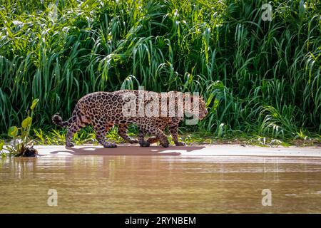 Zwei Jaguar (Panthera onca) Brüder, die im Sonnenlicht am Flussufer vor grünem Hintergrund spazieren Stockfoto