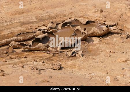 Getrocknete, gerissene Schlammpfütze an einem sandigen Flussufer, Pantanal Wetlands, Mato Grosso, Brasilien Stockfoto