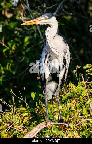 Nahaufnahme eines Cocoi-Reihers, der auf einem Busch am Flussufer nach Beute sucht, Pantanal Feuchtgebiete, Mato Stockfoto