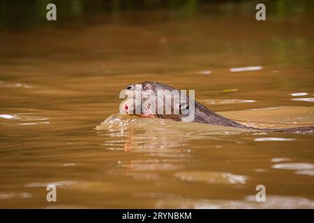 Nahaufnahme eines Riesenotter, der in einem Fluss schwimmt, mit seinem Baby im Mund, Seitenansicht, Pantanal Wetlan Stockfoto