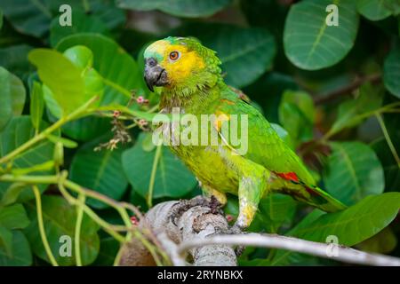 Bunter Papagei mit blauer Front auf einem Ast vor grünem Laubhintergrund, Pantanal Feuchtgebiete, Stockfoto