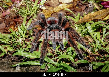 Nahaufnahme einer brasilianischen Lachsrosa Tarantel im grünen Gras, Pantanal Wetlands, Mato Grosso Stockfoto