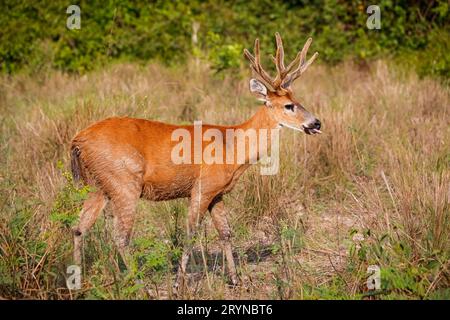 Seitenansicht eines Pampa-Hirsches mit wunderschönem farbigem Pelz im Nachmittagslicht auf einer trockenen Wiese, Pantana Stockfoto