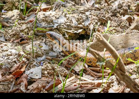 Nahaufnahme der brasilianischen False Water Cobra. Schlammiger Boden, lecken, Pantanal Feuchtgebiete, Mato Grosso, B Stockfoto