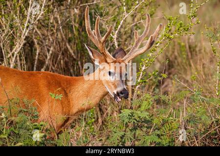 Nahaufnahme eines Pampa-Hirsches mit großen Geweihen im warmen Nachmittagslicht, Pantanal Feuchtgebiete, Mato Grosso, B Stockfoto