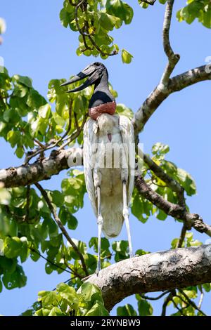 Nahaufnahme eines Jabiru-Storchs, der auf einem Ast steht, in Licht und Schatten vor blauem Himmel und Grün Stockfoto