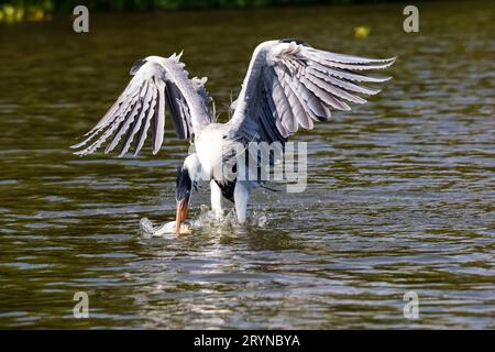 Cocoi-Reiher fängt einen Pirhana im Flug über die Flussoberfläche, Flügel hoch, Pantanal Feuchtgebiete, Mato Gross Stockfoto