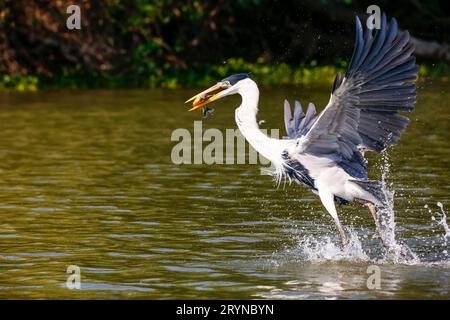 Cocoi-Reiher hat einen Pirhana gefangen, der über die Flußoberfläche flog, Pantanal Wetlands, Mato Grosso, Brasilien Stockfoto