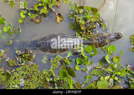 Hochwinkelansicht eines Yacare-Kaiman im Wasser, Pantanal Feuchtgebiete, Mato Grosso, Brasilien Stockfoto