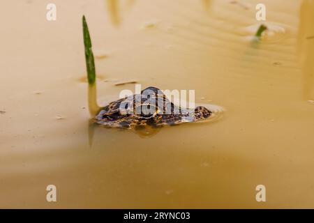 Yacare Caiman, Kopf auf der Oberfläche, schwimmend in einem schlammigen Fluss, Pantanal Wetlands, Mato Grosso, Brasilien Stockfoto