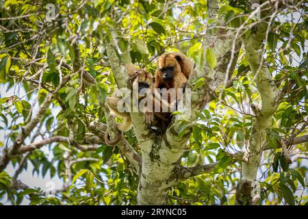 Weibliches Brüllaffen mit Baby, das in einem Laubbaum sitzt, sieht Pantanal Feuchtgebiete, Mato Grosso, BH Stockfoto