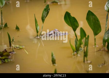 Kopf eines kleinen Yacare-Kaimans auf der Oberfläche eines schlammigen Flusses mit einigen grünen Pflanzen, Pantanal Feuchtgebiete, Stockfoto