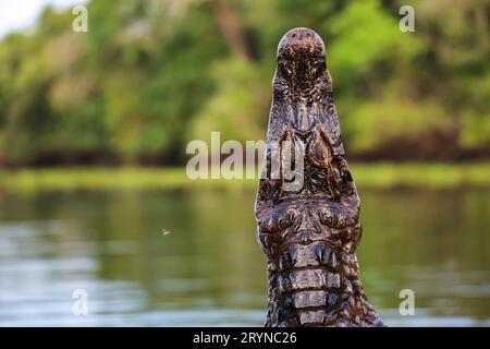 Kopf eines Yacare Caiman senkrecht aus dem Wasser vor grünem, unscharfem Hintergrund Pantanal Wetla Stockfoto