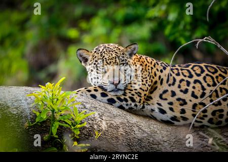 Nahaufnahme eines Jaguar, der auf einem Baumstamm am Flussufer ruht und der Kamera zugewandt ist. Pantanal Feuchtgebiete, Ma Stockfoto