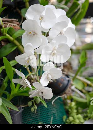 Nahaufnahme von wunderschönen weißen Orchideenblüten (Phalaenopsis) Stockfoto