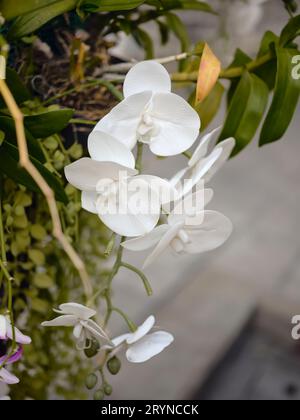 Nahaufnahme von wunderschönen weißen Orchideenblüten (Phalaenopsis) Stockfoto