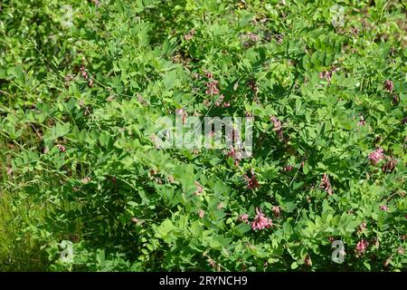 Lathyrus niger, schwarze Erbse Stockfoto