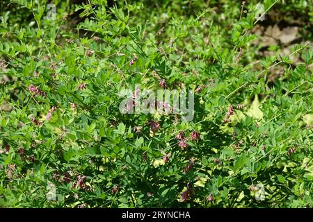 Lathyrus niger, schwarze Erbse Stockfoto