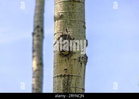 Das Nordflimmern (Colaptes auratus) Stockfoto