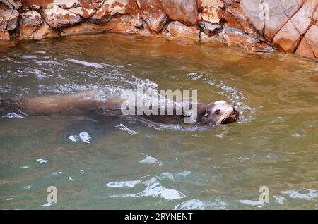 Seelöwen im Jungle Park von Teneriffa. Stockfoto