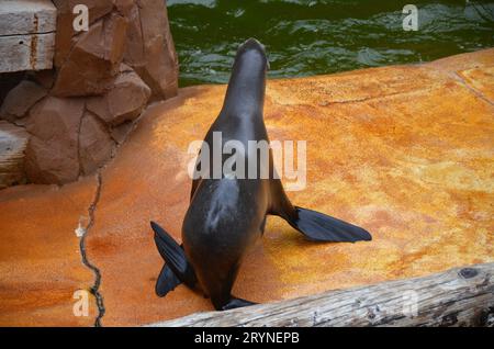 Seelöwen im Jungle Park von Teneriffa. Stockfoto