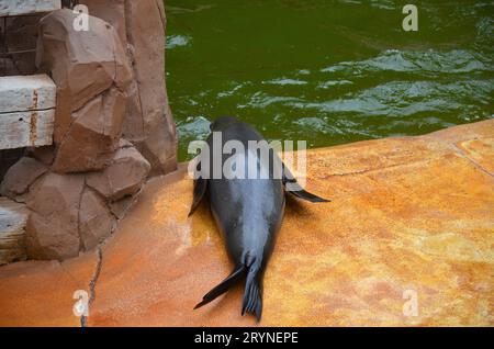 Seelöwen im Jungle Park von Teneriffa. Stockfoto