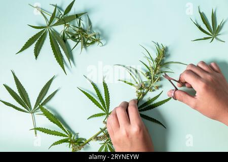 Pflanzliche Alternativmedizin. Blühende weibliche Marihuana-Blüten und -Blätter auf grünem Pastellhintergrund. Draufsicht Flachlage b Stockfoto