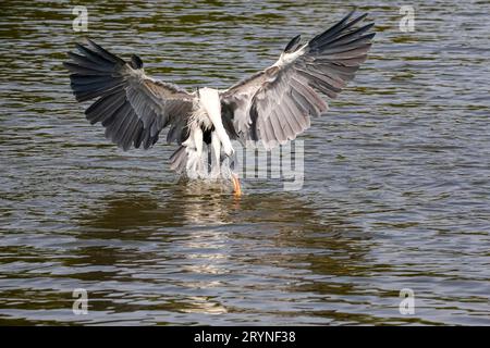 Cocoi Heron versucht, einen Fisch unter der Wasseroberfläche mit seinem Schnabel zu fangen, Flügel ausgebreitet, Pantanal Feuchtgebiete Stockfoto