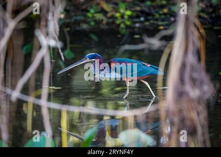 Nahaufnahme eines seltenen wunderbaren Agami-Reihers, der in flachem Wasser unter Bäumen am Flussufer, Pantan, auf der Suche ist Stockfoto