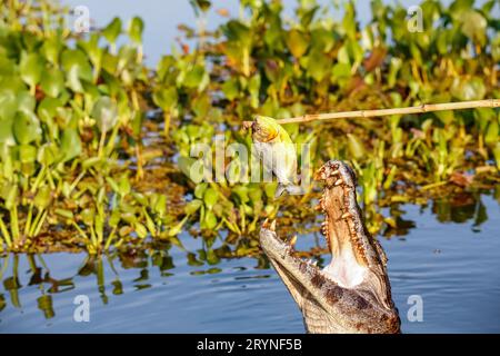 Yacare Caiman springt aus dem Wasser und fing einen Piranha, Pantanal Wetlands, Mato Grosso, Brasilien Stockfoto