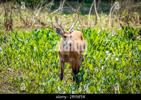 Wunderschöner Sumpfhirsch auf einer grünen Wiese, Pantanal Wetlands, Mato Grosso, Brasilien Stockfoto