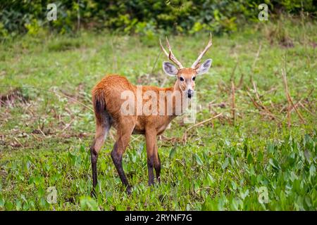 Wunderschöner Sumpfhirsch auf einer grünen Wiese, Pantanal Wetlands, Mato Grosso, Brasilien Stockfoto