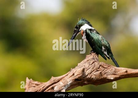 Nahaufnahme von Amazonas Eisvogel, der auf einem toten Baumzweig sitzt und nach Beute sucht, Pantanal Feuchtgebiete, Mat Stockfoto