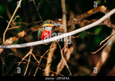 Nahaufnahme eines grünen Eisvogels, der auf einem Zweig sitzt und Beute sucht, Pantanal Feuchtgebiete, Stockfoto