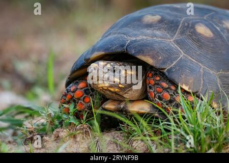 Rotfußschildkröte mit Kamera in Gras, Pantanal Wetlands, Mato Grosso, Brasilien Stockfoto