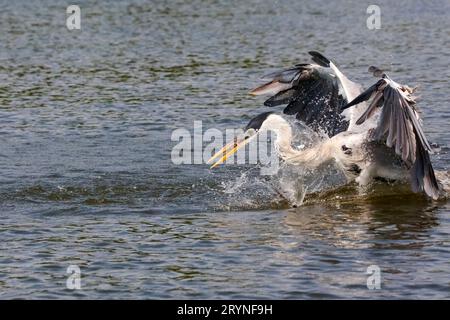 Cocoi Heron landet auf der Wasseroberfläche, um Fische zu fangen, Wings Up, Pantanal Wetlands, Mato Grosso, Brasilien Stockfoto