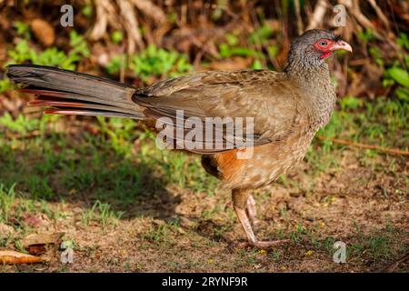 Nahaufnahme eines Chaco Chachalaca im Nachmittagslicht, Pantanal Wetlands, Mato Grosso, Brasilien Stockfoto