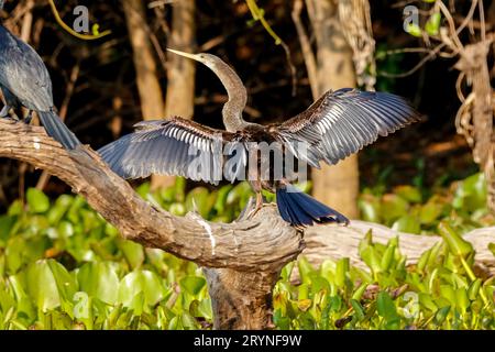 Wunderbares Anhinga trocknet seine Flügel im Sonnenschein auf einem Baumstamm, Pantanal Wetlands Stockfoto