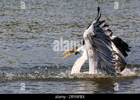 Cocoi Heron fing Fische auf der Flußoberfläche, Flügel hoch, Pantanal Wetlands, Mato Grosso, Brasilien Stockfoto