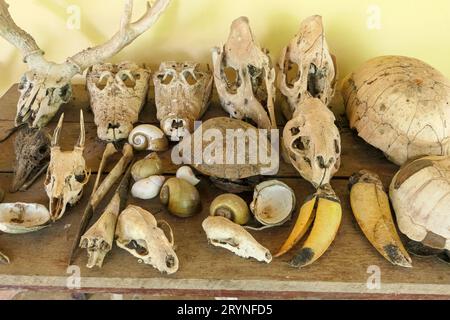 Sammlung von Tierschädeln und Schnäbeln, Pantanal Wetlands, Mato Grosso, Brasilien Stockfoto