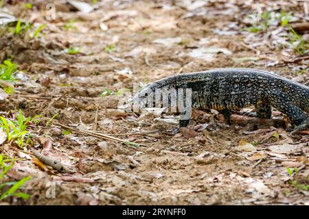 Schwarzweiß-Tegu, das in natürlichen Lebensräumen, Pantanal Wetlands, Mato Grosso, Brasilien, unterwegs ist Stockfoto