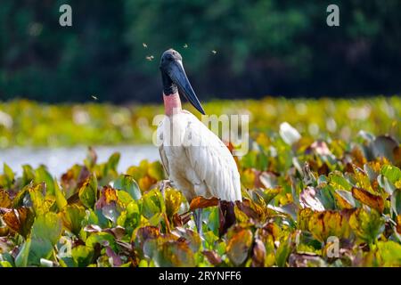 Nahaufnahme eines Jabiru-Storchs mit Pferdefliegen um den Kopf, der in einer Lagune mit Wasserhyakinie steht Stockfoto