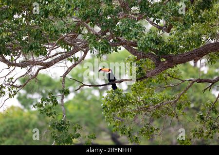 Toco Toucan sitzt auf einem Zweig eines grünen Baumes, Pantanal Wetlands, Mato Grosso, Brasilien Stockfoto