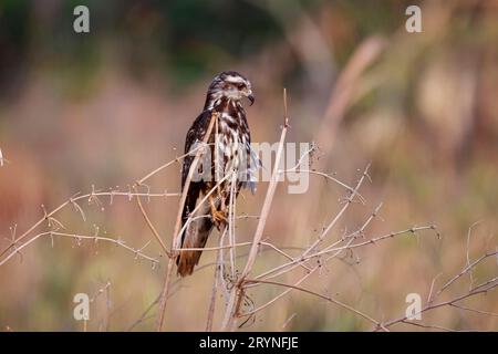 Seitenansicht eines Schneckendrachen, der auf einem winzigen Zweig vor unscharfem Hintergrund thront, Pantanal Feuchtgebiete, Stockfoto