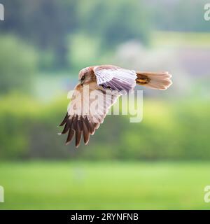 Rohrweihe im Flug Stockfoto