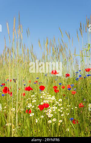 Erhaltung der Artenvielfalt – Wildblumengrenzen entlang landwirtschaftlicher Felder zur Unterstützung von Bestäubern und anderen Wildtieren Stockfoto