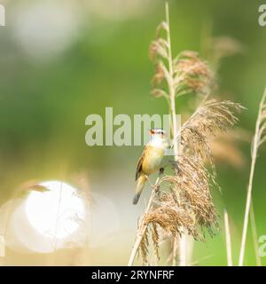 Ein Seedsänger, Acrocephalus schoenobaenus, der auf einem Schilf am Rand eines Sees steht. Stockfoto